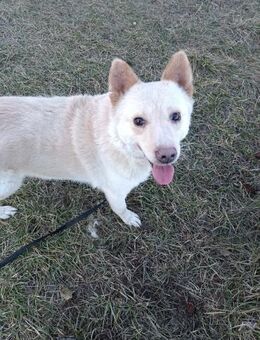 XANTHOS- Schmusebär sucht Familie - Erfurt