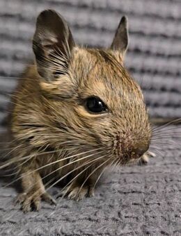 Degus - Unser toller Nachwuchs sucht ein schönes Zuhause - Poppenhausen