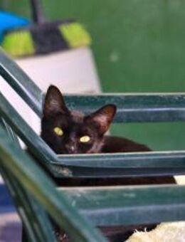 Katze Pantera 2 - Bochum