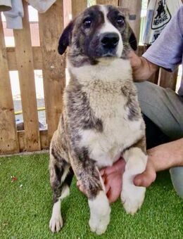 Tara - verschmust & verspielt - Koblenz