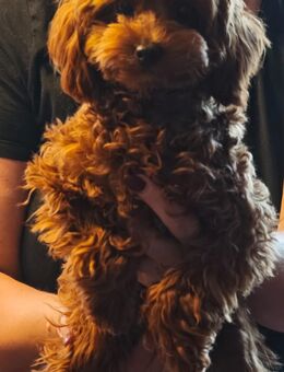 rote Toy Pudel Hündin mit FCI Pap. - Mittweida