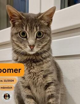 BOOMER, m., kastr., EHK, hundevertr. - Sipplingen
