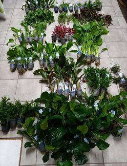 XL Aquariumpflanzen frisch eingetroffen. - Hohenroth