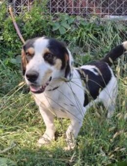 Wirbelwind Bigi - Rambin