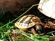 Griechische Landschildkröten, Nachzucht 2022 und 2023 - Reichelsheim (Odenwald)