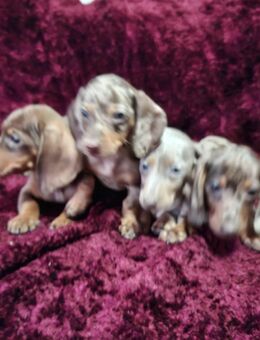 Zwergdackel - Bad Oeynhausen