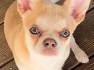 Lilac sable Kurzhaar Chihuahua - Aachen
