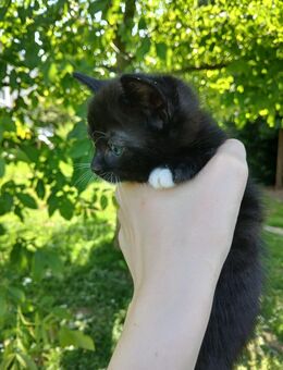 Kitten zu verkaufen - Lohmar
