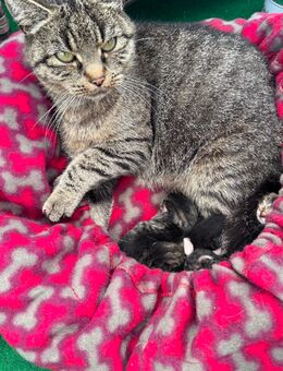 Süße Kitten geboren – Interessenten gesucht (Abgabe ab ca. 12 Wochen) - Rüdersdorf (Berlin)