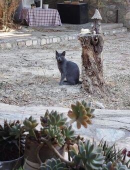 Simona aus dem Tierschutz - Grevenbroich