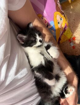 Liebes Kätzchen - Häusern