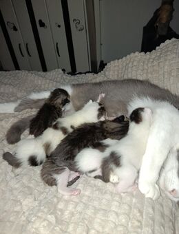Kitten zuverkaufen - Oberhausen