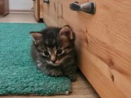 Noch 2 kater kitten abzugeben - Crimmitschau