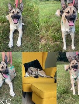 hübsche kleine Roxie sucht ihre Familie - Margetshöchheim