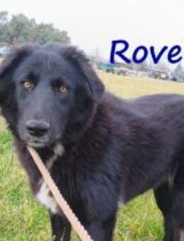 Rover-ruhig, gesellig und lieb 04/24 GRC - Ruppertsecken