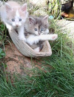 Norwegische Waldkatze - Maine Coon Kitten - Schüttorf