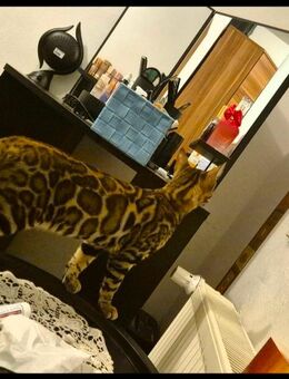Bengal deckkater reinrassige mit Stammbaum - Saarbrücken Zentrum