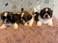 Shih Tzu Welpen - Pfaffenhofen (Ilm)