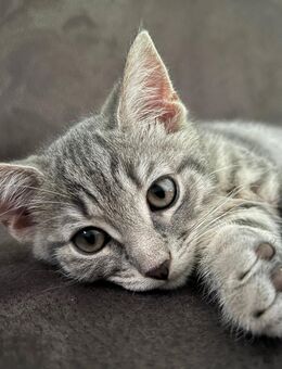 BKH EKH Mix Kitten Kater 12 Wochen alt - Heilbronn