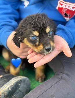 Welpe Franceso blind - Köln