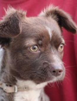 Gipsy - zutrauliche, goldige Junghündin - Lohra