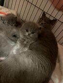 Reinrassige Bkh kitten in 47167