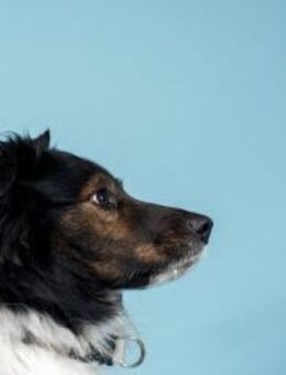 MACI - schüchterner Riese - Wettenberg