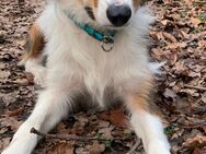 Herausfordernder Hund sucht neues Zuhause - Diepenau