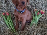 Labradoodle F1 Welpen in der Farbe foxred - Obrigheim