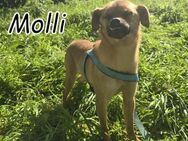 Molli möchte die Welt entdecken🌍 - Essingen (Rheinland-Pfalz)