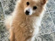 Coco ein kleiner blonder Schatz ..... - Berlin