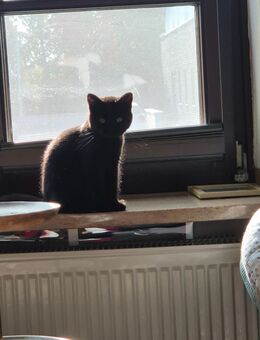 Reinrassige BKH Kitten - Goch