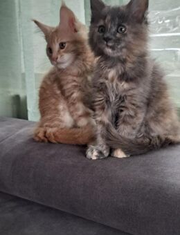 Maine Coon Kitten - Hohenpolding