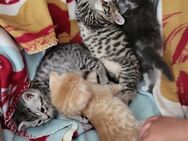 Süsse kitten ab der 12. Woche abzugeben - Gladbeck