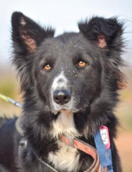 Van Gogh sucht sein endgültiges Zuhause - Laatzen