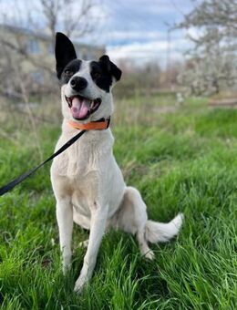 Zauberhafte Elsa ❤️sucht ihre Familie - Rott (Inn)