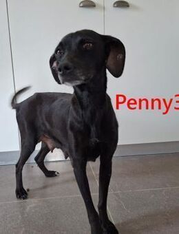 Penny3- freundlich und verschmust 10/23 - Ruppertsecken