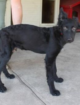 Liebevoller Enzo in 20099 Hamburg - Essen