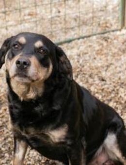 JAX - recht ruhig und freundlich - Overath