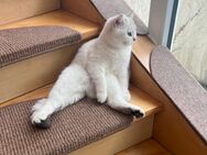 BKH Britisch Kurzhaar Katze mit Stammbaum - Arnsberg