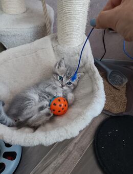 Britische Kurzhaar Katzen - Wesel