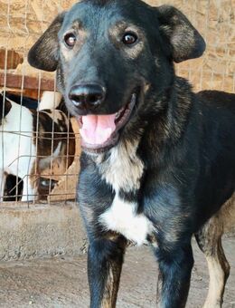 Rana ist ein fröhliches Hundemädel 🐾 - Elsdorf (Nordrhein-Westfalen)
