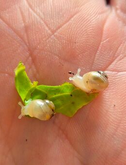 Achatschnecken Babys Achatina Fulcia - Gera