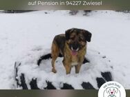 Bob: Überschwänglicher Riese (in D) - Kirchzell