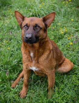 JONES - freundlich aktiv und lernbereit - Overath