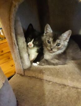 Kitten nur zusammen abzugeben - Saarbrücken