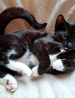 Jungkatze, weiblich, 6 Monate, - Mülheim-Kärlich