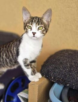 Flinker Kai sucht liebevolles Zuhause - Margetshöchheim