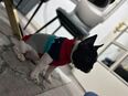 ❤️ Wundervolle Französische Bulldogge Mascha sucht ein liebevolles Zuhause ❤️ in 45144