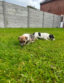 Jack Russel Welpen - Schönhausen (Elbe)